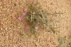 Hybanthus enneaspermus